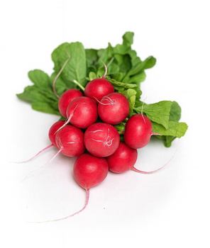 Rzodkiewka – świeża i chrupiąca (pęczek)