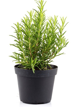 Rozmaryn w doniczce