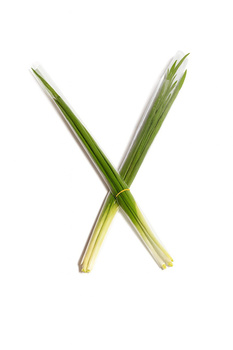 Szczypiorek cienki czy gruby