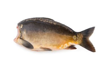 Karp patroszony bez głowy