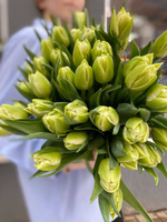 Bukiet Tulipany zielone