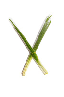 Szczypiorek cienki czy gruby